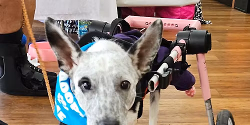 Adoption Day - Pet Supermarket Mount Dora