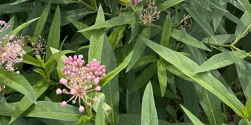 East River Park Stewardship Mornings