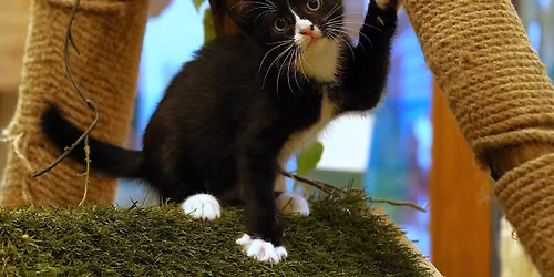 \ud83c\udf1f\u041e\u0421\u0418\u041d\u041e\u0412\u0418\u0422\u0415\u041b\u0421\u041a\u0418 \u0423\u0418\u041a\u0415\u041d\u0414 \u0412 \u0425\u0415\u041f\u0418 \u041f\u0410\u041b\u0421