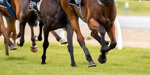 Olphert Contracting Invercargill Gold Cup Day