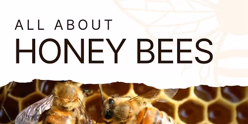 All About Honeybees 