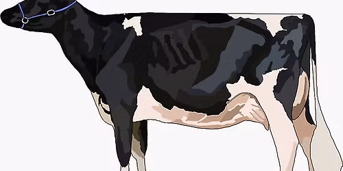 Putnam County Dairy\/Dairy Beef Open Show