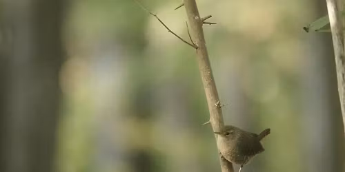 Birding Calvert Vaux Park w\/Jen Kepler