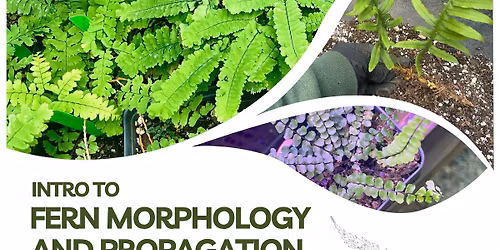 Intro to fern Morphology and Propagation