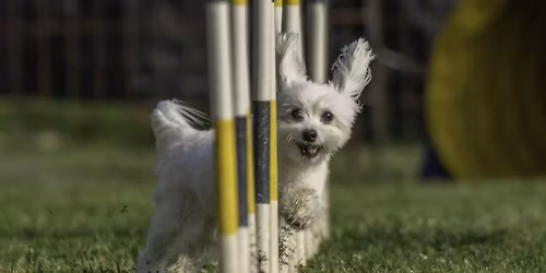 Aug 15 AAC Steeplechase & Team Trial