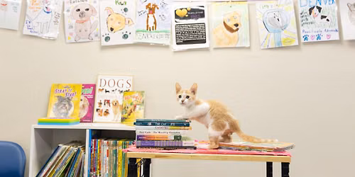 Storytime with Kittens