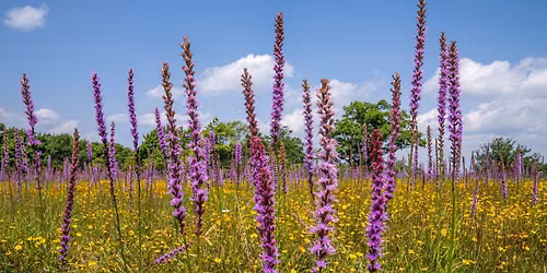 Incorporating Native Plants Into Home Gardens