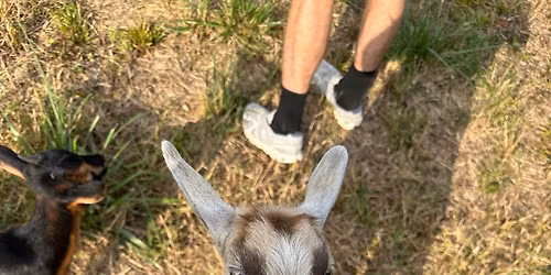 You talked me into it: Goat Yoga | Watkins Ranch 