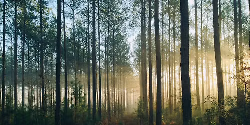 Forest Bathing Stirling - June