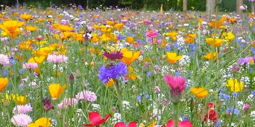 La fleur et ses pollinisateurs !