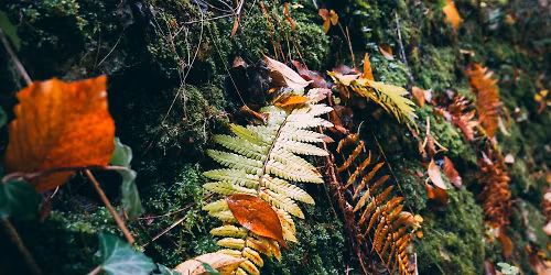 Early Spring Beauty - Ephemeral Flowers, Mosses and Ferns 2026