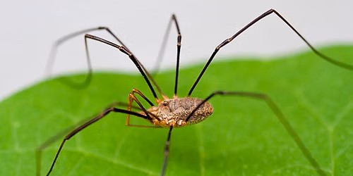 Arachnids in the Parks