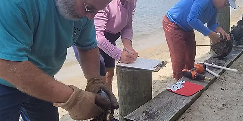 Horseshoe Crab Tagging