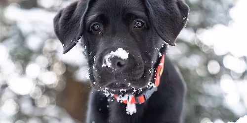 Holiday Luncheon Fundraiser