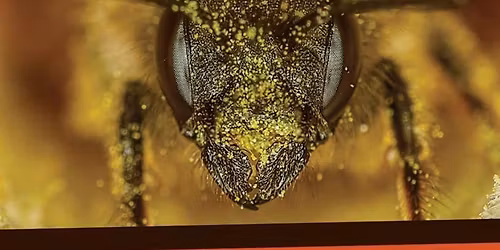 Reading Wednesday - Mason Bee Revolution, by Dave Hill and Jill Lightner