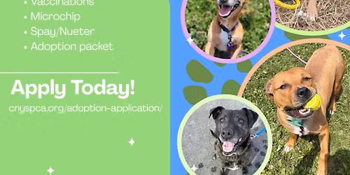 CNY SPCA Adoption Event