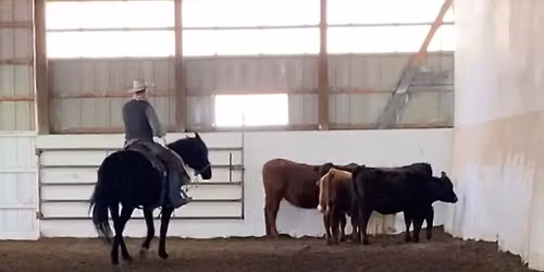 Introduction to Working Cattle