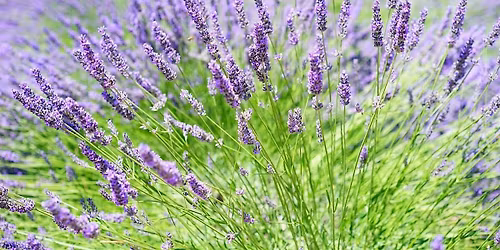 Planting and Caring for Mediterranean Herbs