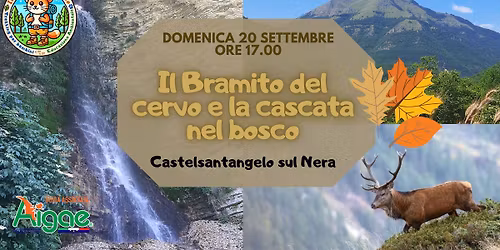 Il bramito del cervo e la cascata nel bosco 