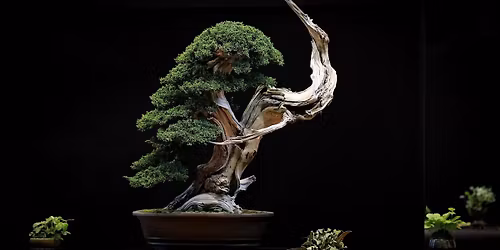 Bonsai Society Meeting - Junipers, Pines, and Conifers