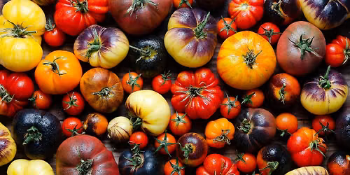 All Things Tomatoes: Preparing the Bounty