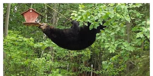 Bear Wise Popups- Colorado Parks and Wildlife