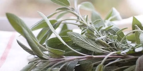 Herbs: From Garden to Kitchen