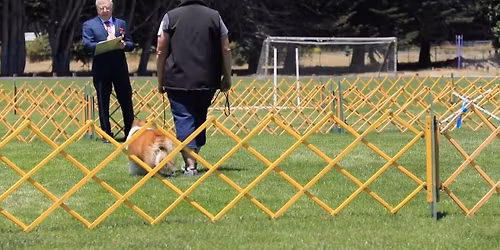 DMKC Obedience & Rally Trials