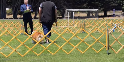 DMKC Obedience & Rally Trials
