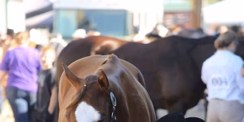 2026 Kettle's Edge Open Horse Show