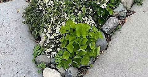 Roadside Gardening - from Neglected Strip to  Mini Oasis