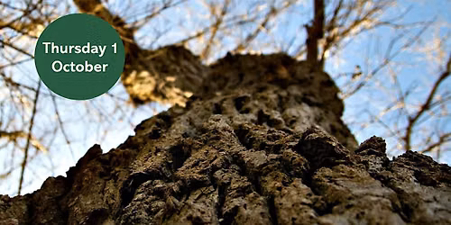 Ouse Burn Way: City Tree Trail