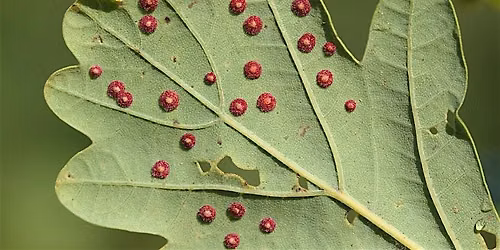 Bioblitz at Sydenham Hill and Dulwich Wood: Galls