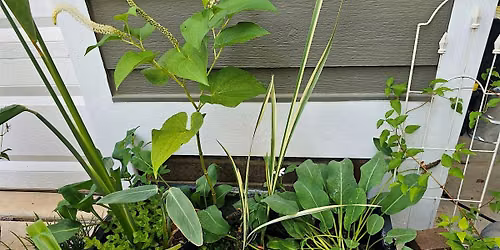 Successful Gardener - Simple Water Gardens for Everyone