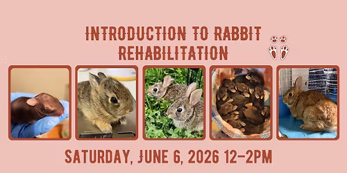 INTRODUCTION TO RABBIT REHABILITATION- In Person Class