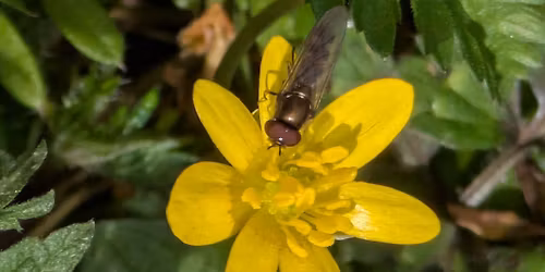 Beginners Guide to using i-Naturalist