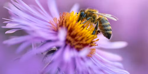 Beekeeping Basics: Fall planting for Spring Forage