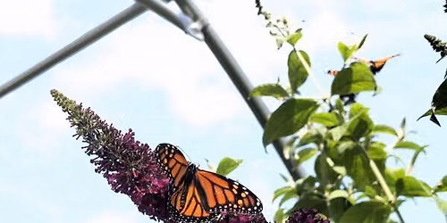 Guided Pollinator Garden Walk