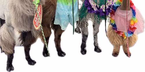 Llama Mama MN at MIDSUMMER CELEBRATION at Viking Lakes