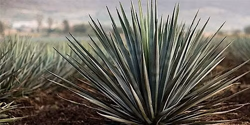 Academia Patr\u00f3n: Advanced Tequila Training