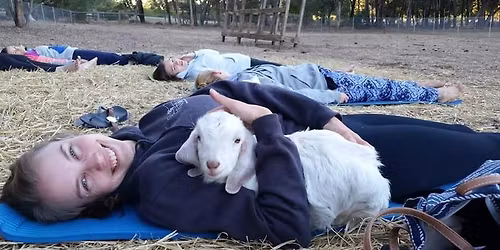 Goat and Sheep Yoga