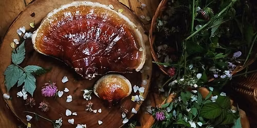 Mushrooms For Herbalists