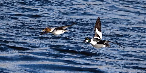 Waterfowl Winterfest Book Launch w\/ author George DeLuca