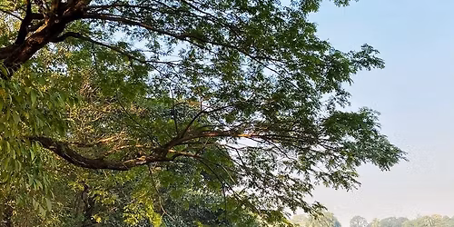 Where City Breathes: An Ecological Walk through Rabindra Sarobar