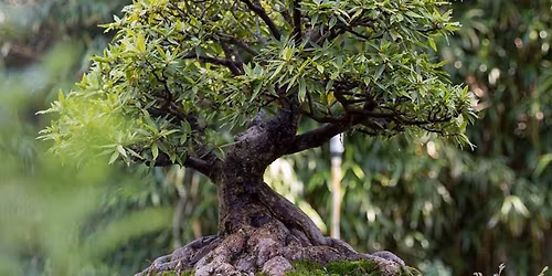 Bonsai Society Meeting - Everything Ficus Trees