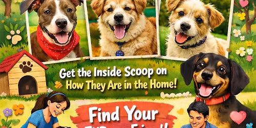 Foster to Furever Pet Adoption
