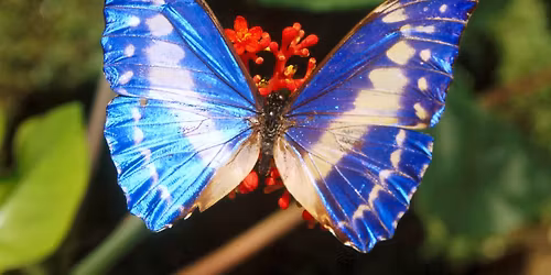 Open Development Circle With Medium Carol Green From Cheltenham