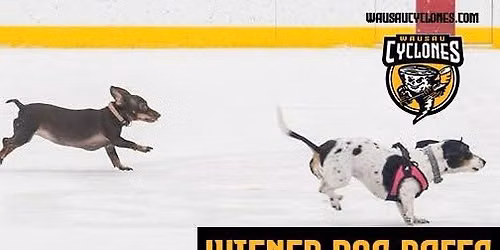 Wiener Dog Races