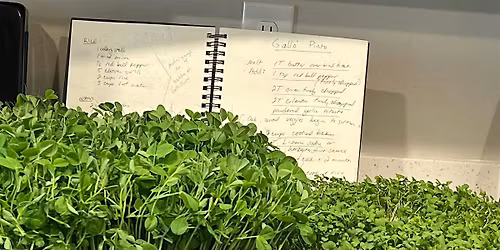 Learn How to Grow Microgreens at Home!