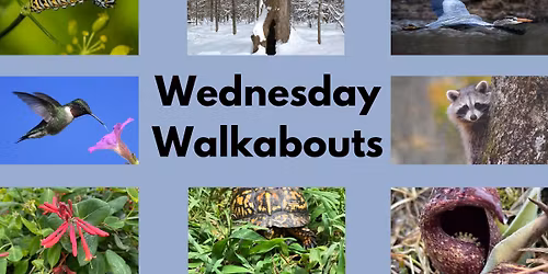 Wednesday Walkabout
